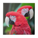 Buscar pájaros tropicales azulejos Machacar