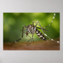 Buscar mosquito Foto