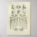 Buscar tobillo posters Anatomía
