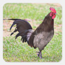 Buscar gallo y gallina pegatinas Pájaro