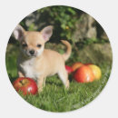 Buscar perritos de la chihuahua pegatinas Foto