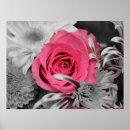 Buscar rojo y negro posters Rosa