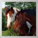 Buscar caballo posters Fotos de caballos