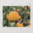 Buscar butterfly postales Flor