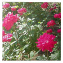 Buscar fuchsia azulejos Flor
