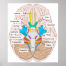 Buscar craneal arte Anatomía