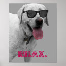 Buscar perro fresco posters Verano