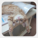 Buscar relajación pegatinas 9 º gata