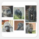 Buscar gorila pegatinas 7 º silueta
