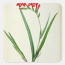 Buscar gladiolas pegatinas Botánico