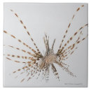 Buscar integral azulejos Vista delantera