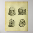 Buscar cráneo humano posters Anatomía