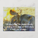 Buscar leon postales África