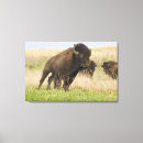 Buscar bisontes lienzos Toro