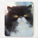 Buscar gato persa blanco electronica Felino