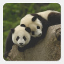 Buscar pandas gigantes pegatinas 6 º pesadilla