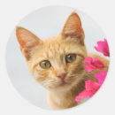 Buscar gatito del tabby pegatinas Para todos