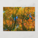 Buscar botánico postales Árbol