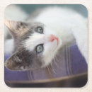 Buscar cama posavasos Dentro