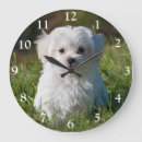 Buscar juguete relojes de pared Caniche