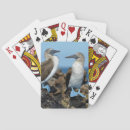 Buscar ecuador barajas de cartas Islas galápagos