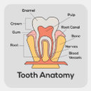 Buscar dentales pegatinas Médicos