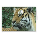 Buscar tigre de amur postales Gatos grandes