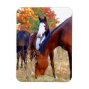 Buscar caballos imanes General y unisex