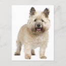 Buscar cairn terrier postales Cachorro