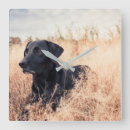 Buscar grasa linda arte Perro
