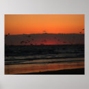 Buscar aves marinas posters Océano