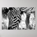 Buscar cebra posters Blanco