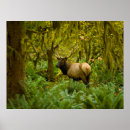 Buscar cuernos de toro posters Vida silvestre