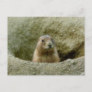 Buscar marmotas postales Para todos