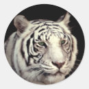 Buscar bengala pegatinas Tigres
