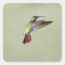 Buscar colibrí verde pegatinas Pájaros