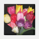 Buscar tulipanes blancos imanes Para todos