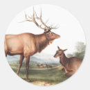 Buscar elk pegatinas Vida silvestre