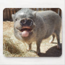 Buscar cerdo sonriente Granja