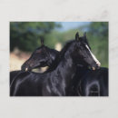 Buscar caballo árabe postales Ecuestre