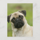 Buscar carlin postales Fotógrafo canino