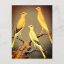 Buscar jaula de pájaros postales Para ellos