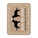 Buscar perro de agua español Amar