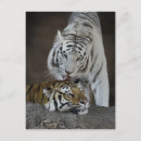 Buscar tigres blancos postales Depredador
