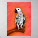 Buscar loro gris posters Pájaros