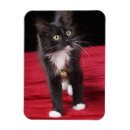 Buscar pelo animal imanes Gatito