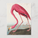 Buscar aviar postales Ilustracion