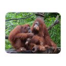 Buscar orangután imanes Orangutanes
