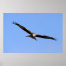 Buscar birdwatching posters Rapaz