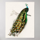 Buscar peacock arte Pavo real